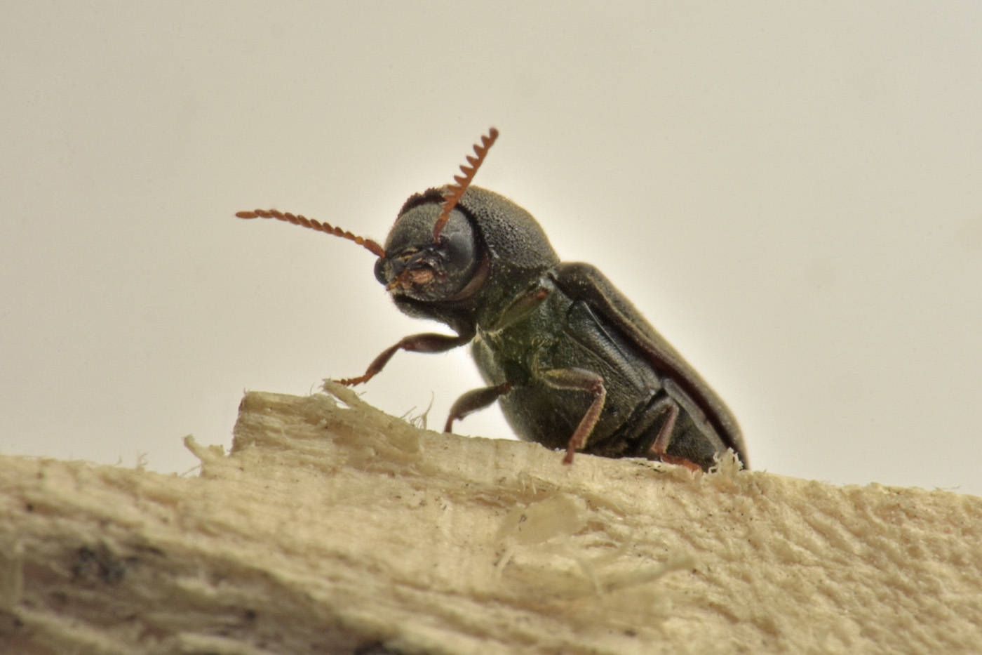 Anobiidae: Ptilinus fuscus? Sì, femmina.